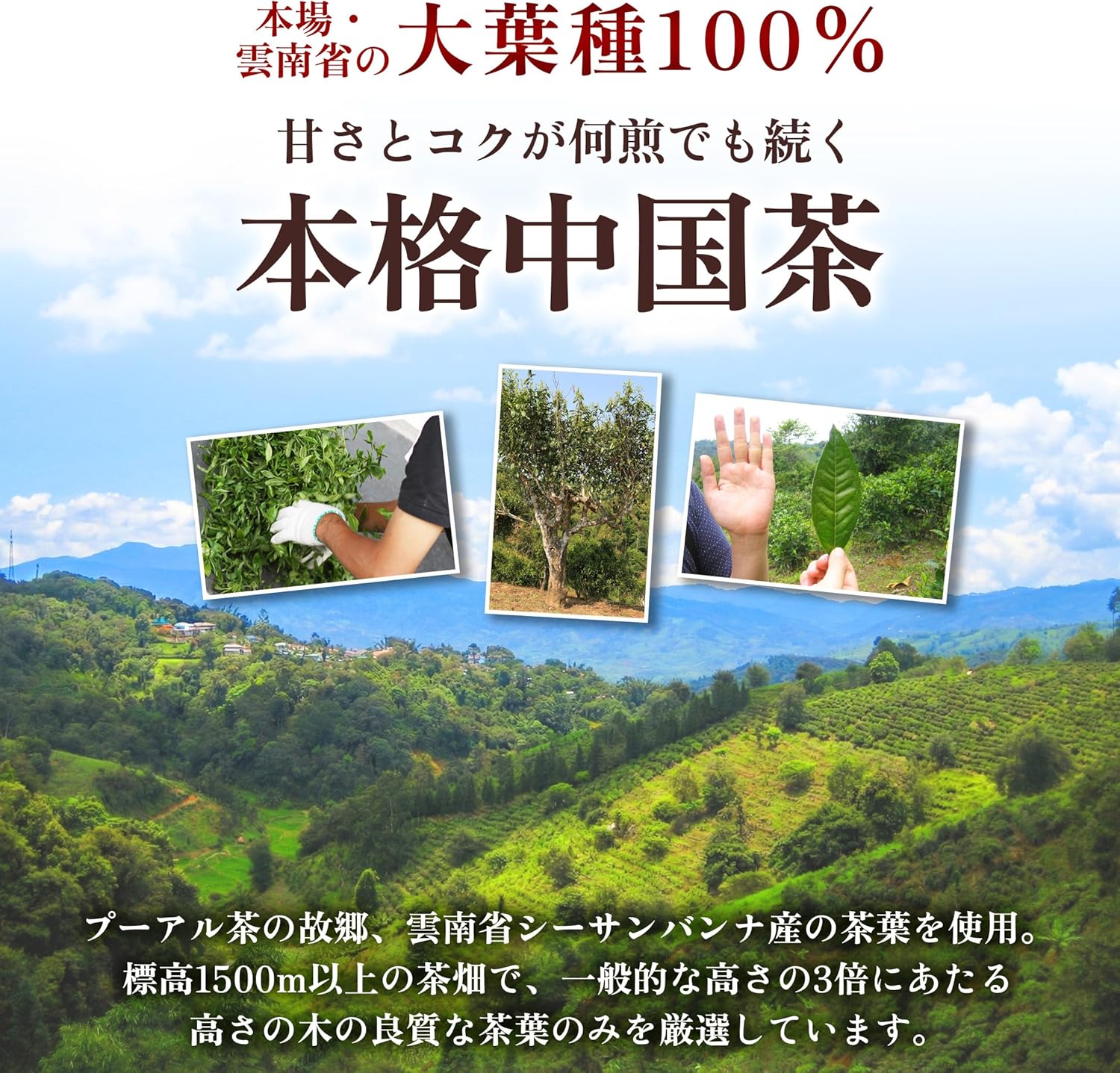 プーアル茶 | 彩香本店